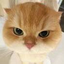Minoom