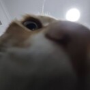 是8686上山了