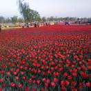 GD989065461