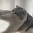 cwnb