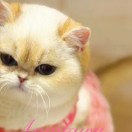 艾汐艾汐