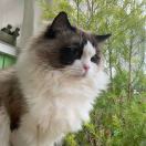 狸趣草庵🐱