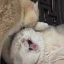 1qq8tqcxptpFflKw-HB