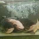 运动方式为蠕动