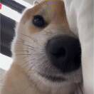 认蒸祢就熟了