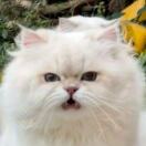 猫不减肥