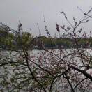 迎花🌸🌸向上