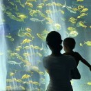 GD630202447