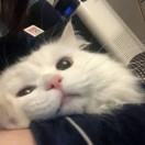 小王