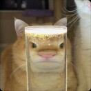 悠扬枫叶