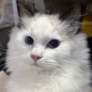 茉莉是只小猫