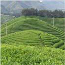 花茶厂家¹⁸⁸⁶⁸⁴⁸⁸⁹⁹⁶
