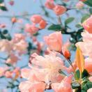 1q09cp1apyecma6s-HB