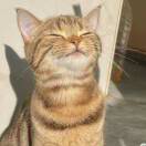 1qwsfglrta7ollEA-HB