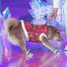 淡蒲