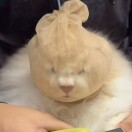 柏芽子