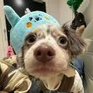 小瓜gua