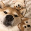 最近要陪夜猫子