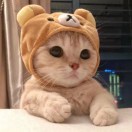 芝士虔