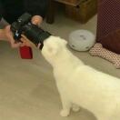 红烧荆芥🐾