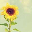 GD807784246
