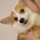 补拉西