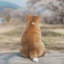 洪映映