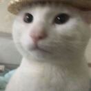 咸鱼小丘