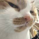 依然ツ