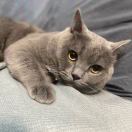 喵～To be may cat