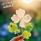 GD529279765