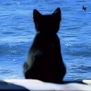 小猫替我去看海🌊
