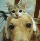 1pzzvkmhqo1hcvtif-HB