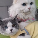 玻璃心🐉🐯 🐒