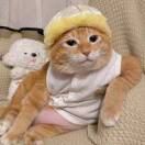 Miss  吴先森