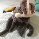被我制服的猫