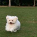 小依几