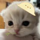 shrewdie