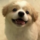 萱竹