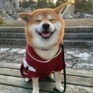 挠心猫饭